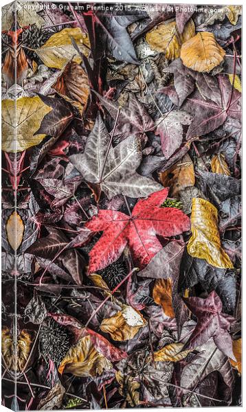  Autumn Leaves Canvas Print by Graham Prentice