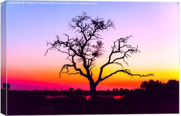  African Tree At Sunset Canvas Print by Graham Prentice