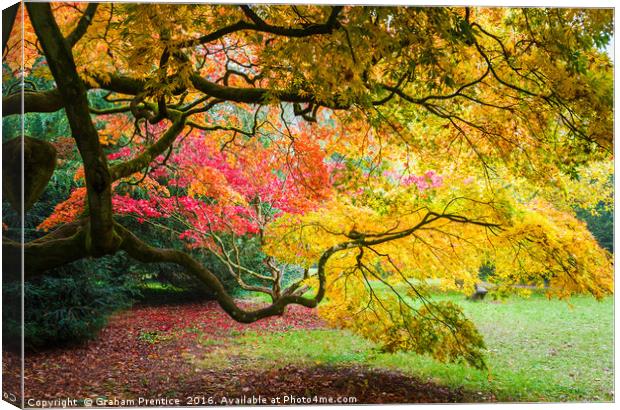 Japanese Maples (Acer Palmatum) in Autumn Colours Canvas Print by Graham Prentice