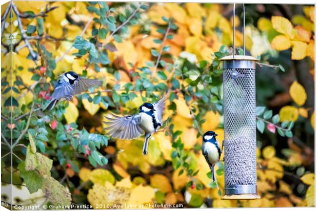 Feeding Time Canvas Print by Graham Prentice