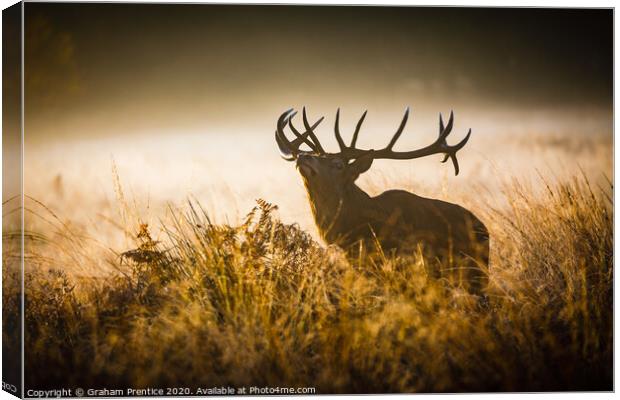 Red deer stag with large antlers in tall grass Canvas Print by Graham Prentice