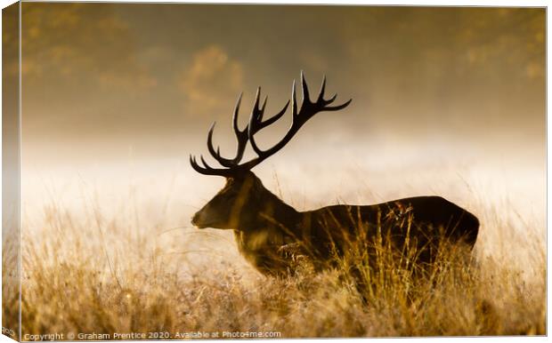 Red deer with large antlers Canvas Print by Graham Prentice