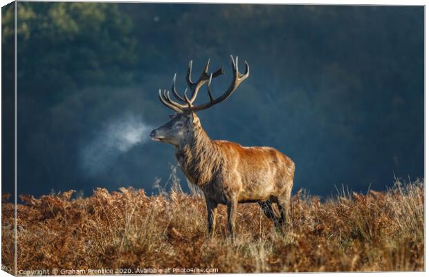 Red deer stag Canvas Print by Graham Prentice