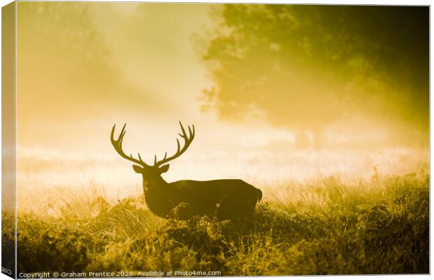 A red deer stag with magnificent antlers in early  Canvas Print by Graham Prentice