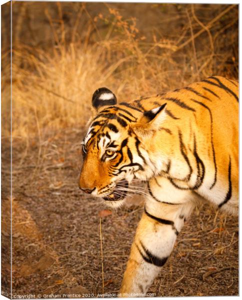 Close-up view of a tigress in India walking Canvas Print by Graham Prentice