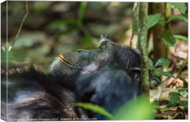 A chimpanzee relaxes in the jungle Canvas Print by Graham Prentice