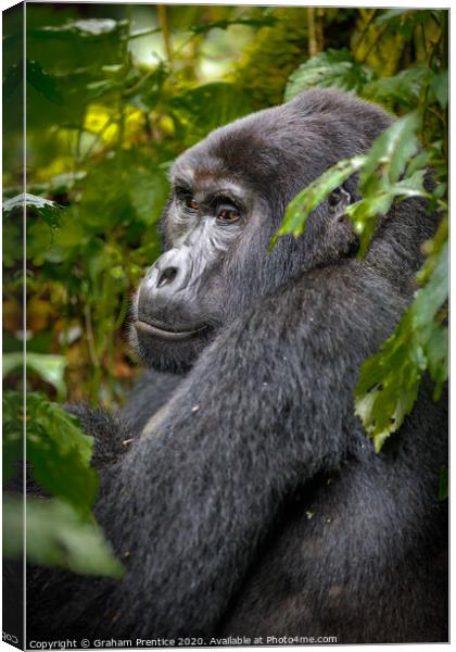 Mountain gorilla in Bwindi Impenetrable Forest, Ug Canvas Print by Graham Prentice