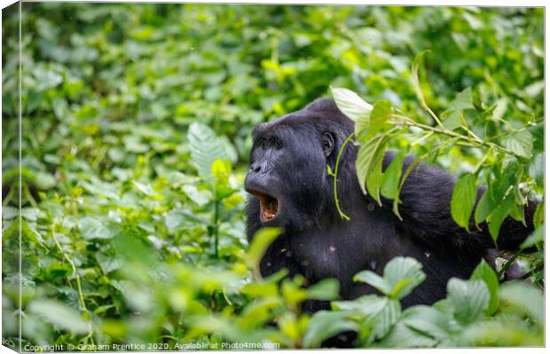 Mountain gorilla in Bwindi Impenetrable Forest Canvas Print by Graham Prentice