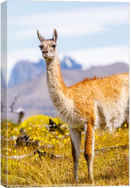 Guanaco in the Torres del Paine National Park Canvas Print by Graham Prentice