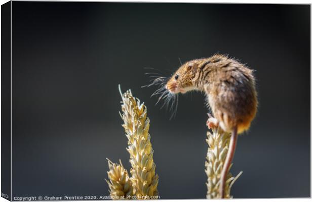 Eurasian harvest mouse (Micromys minutus)  Canvas Print by Graham Prentice