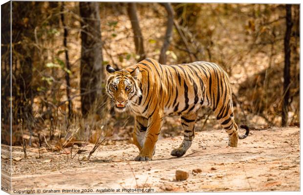 Bengal Tiger Prowling Canvas Print by Graham Prentice