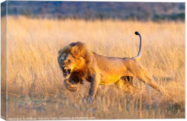 Charging Young Lion Canvas Print by Graham Prentice