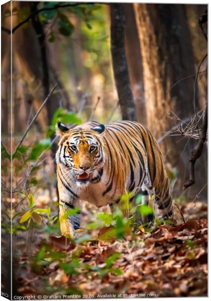 Tiger Prowling Canvas Print by Graham Prentice