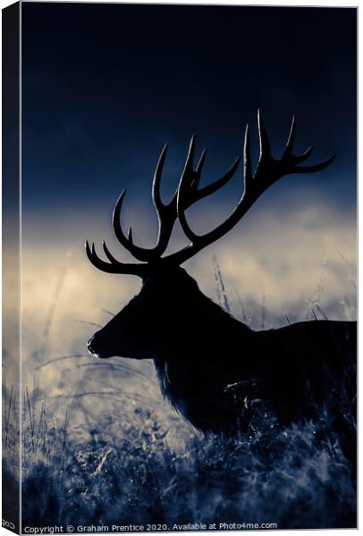 Red Deer Stag at Dawn Canvas Print by Graham Prentice