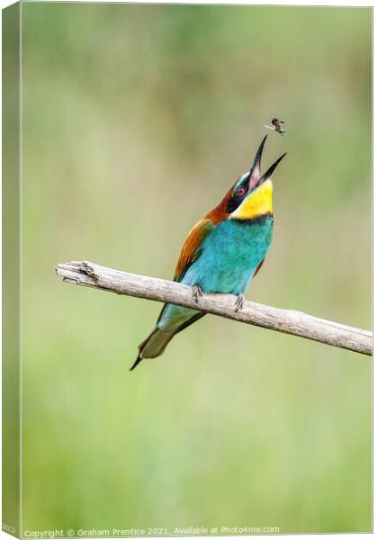 European bee-eater eating a bee Canvas Print by Graham Prentice