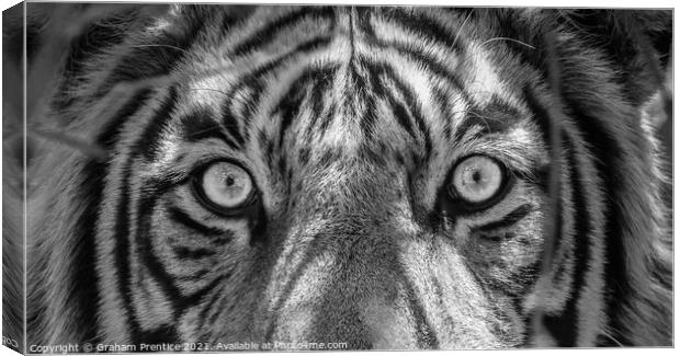 Tiger Eyes Canvas Print by Graham Prentice