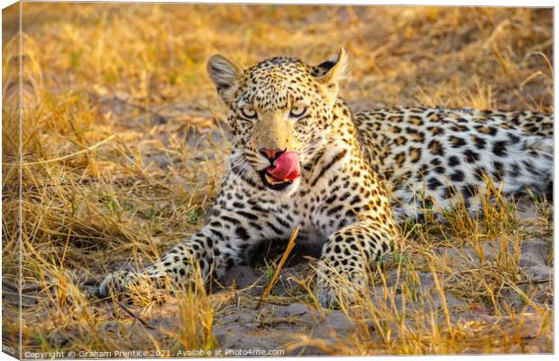 A leopard laying in grass licking her lips Canvas Print by Graham Prentice