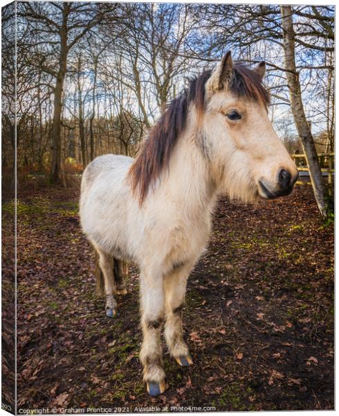 Icelandic Horse Canvas Print by Graham Prentice