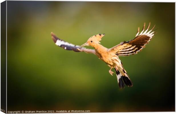 Hoopoe in Flight Canvas Print by Graham Prentice