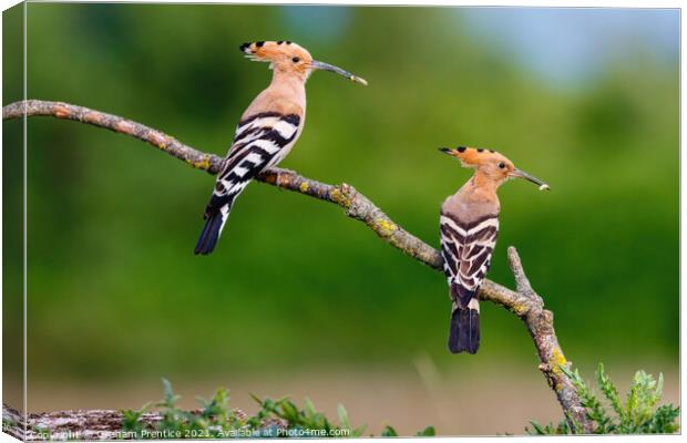 Hoopoes Canvas Print by Graham Prentice