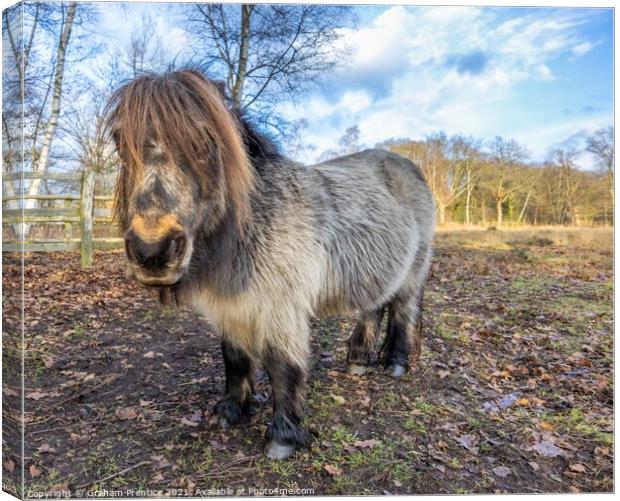 Shetland Pony Canvas Print by Graham Prentice