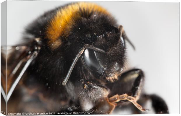 Bumble Bee Canvas Print by Graham Prentice