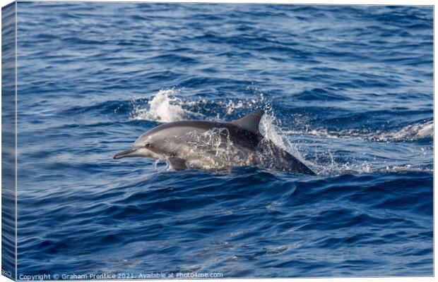 Spinner Dolphin Swimming Canvas Print by Graham Prentice