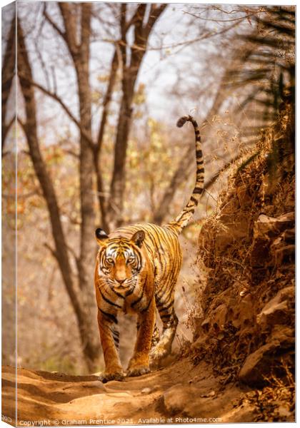 Tiger on the Prowl Canvas Print by Graham Prentice