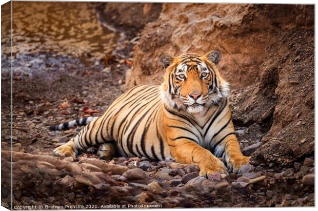 Tiger at Rest Canvas Print by Graham Prentice