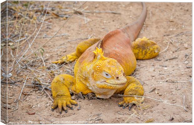 Galapagos Land Iguana Canvas Print by Graham Prentice