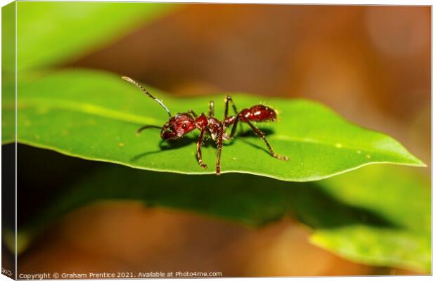 Bullet Ant Canvas Print by Graham Prentice
