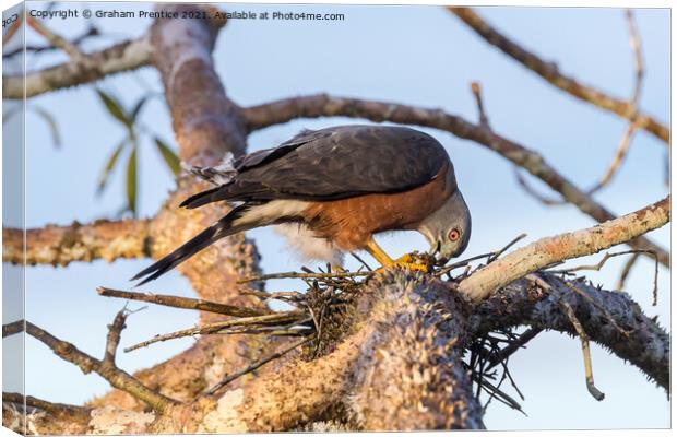 Double Toothed Kite Canvas Print by Graham Prentice