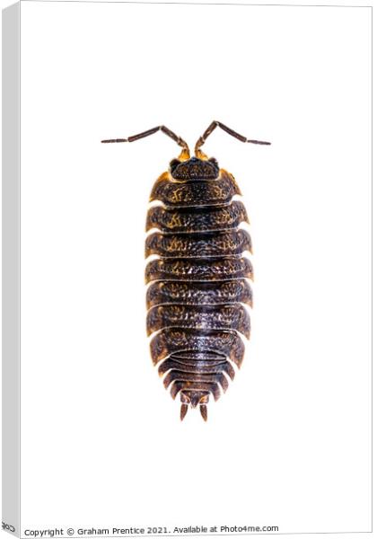 Common Shiny Woodlouse Canvas Print by Graham Prentice