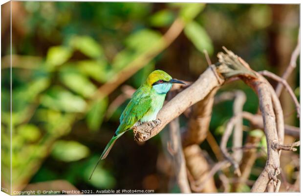 Green bee-eater Canvas Print by Graham Prentice