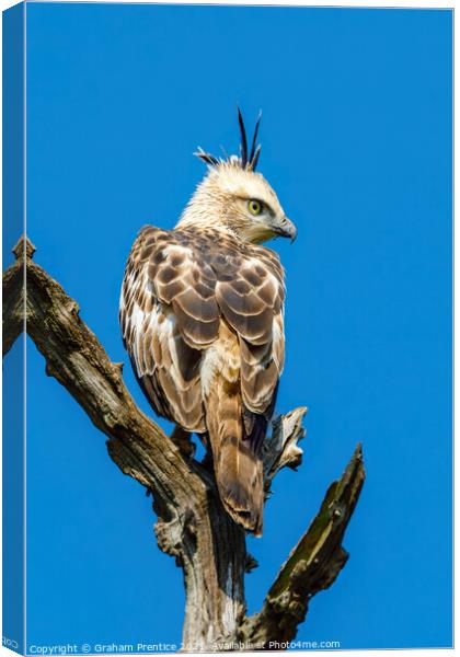 Crested Hawk-Eagle Canvas Print by Graham Prentice