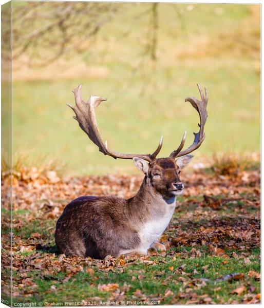 Fallow Deer Resting Canvas Print by Graham Prentice