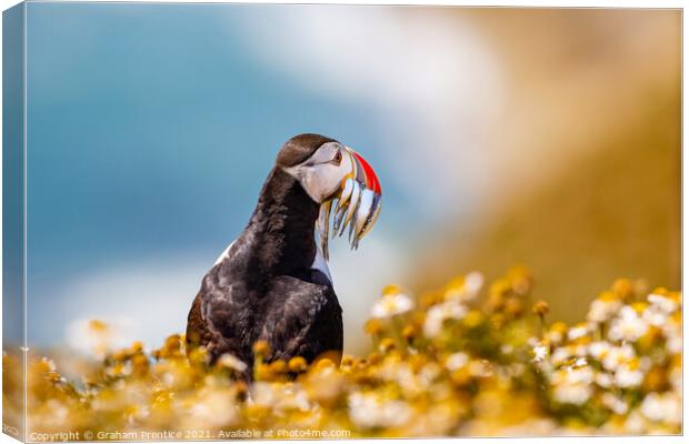 Atlantic Puffin With Sand Eels Canvas Print by Graham Prentice