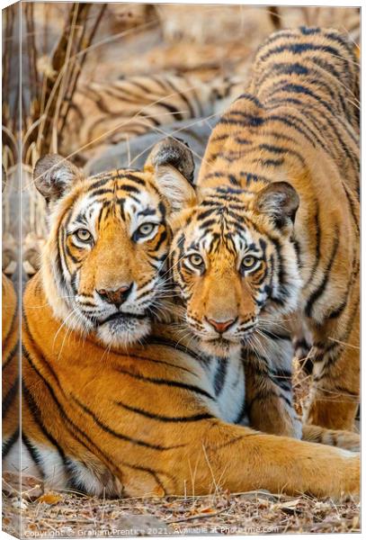 A Tigress and her Cub Canvas Print by Graham Prentice
