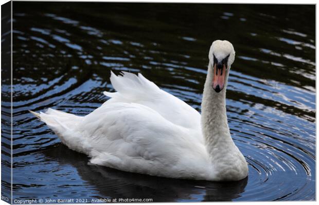 Mute Swan Canvas Print by John Barratt