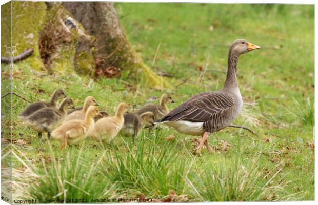 Family Outing Canvas Print by John Barratt