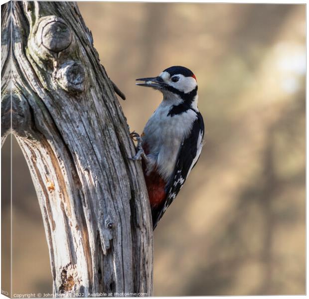 Greater Spotted Woodpecker (Male) Canvas Print by John Barratt
