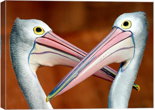 Dueling pelicans Canvas Print by Sheila Smart