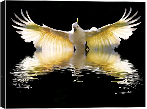 Sulphur crested cockatoo in flight Canvas Print by Sheila Smart