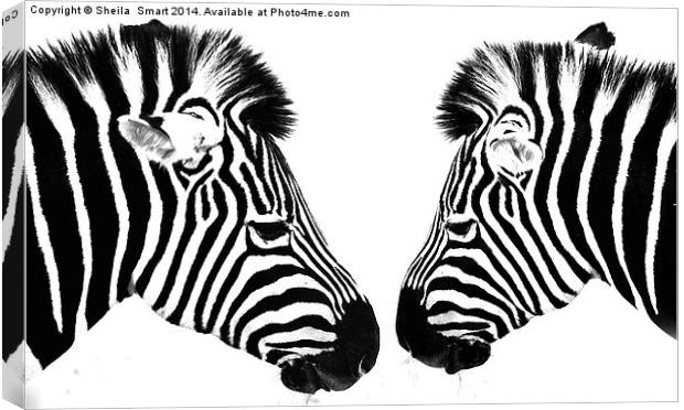 Zebras Canvas Print by Sheila Smart