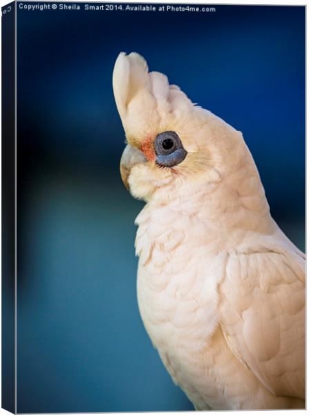 LIttle corella Canvas Print by Sheila Smart