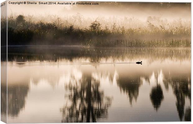Morning mist at Lake Matheson Canvas Print by Sheila Smart