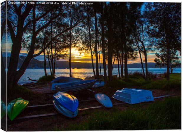 Dinghies at sunset, Pittwater Canvas Print by Sheila Smart