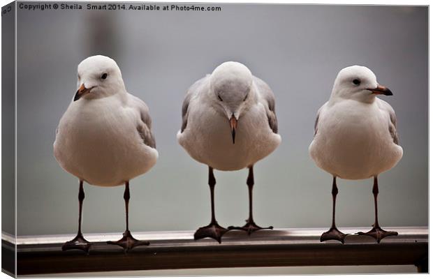 Three silver gulls Canvas Print by Sheila Smart