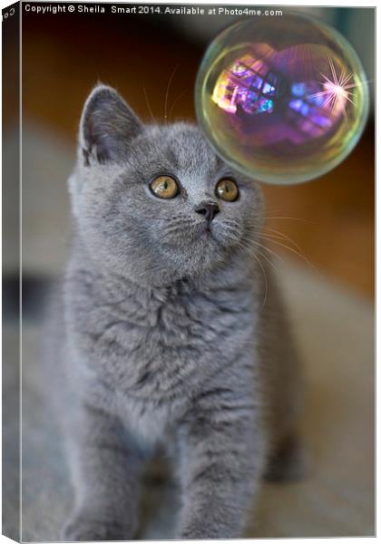 British blue kitten watches bubble Canvas Print by Sheila Smart