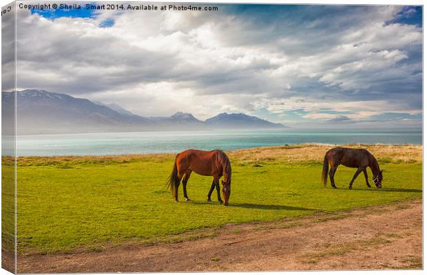 Horses at Kaikoura, New Zealand Canvas Print by Sheila Smart